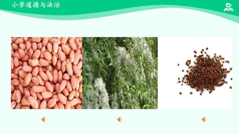 5试种一粒籽_课件_二年级上下册资料_小学二年级学习资料-25年更新版_2-08、小学二年级道德与法治下册_课时练与课件