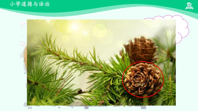 5试种一粒籽_课件_二年级上下册资料_小学二年级学习资料-25年更新版_2-08、小学二年级道德与法治下册_课时练与课件