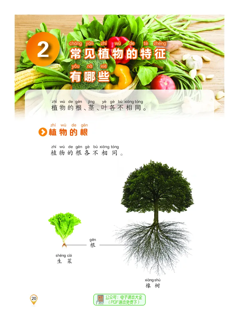 科学一下沪科版五四制（2025春）_小学全网线上同款资料_2025春新增教材合集_小学科学（2025春新教材）