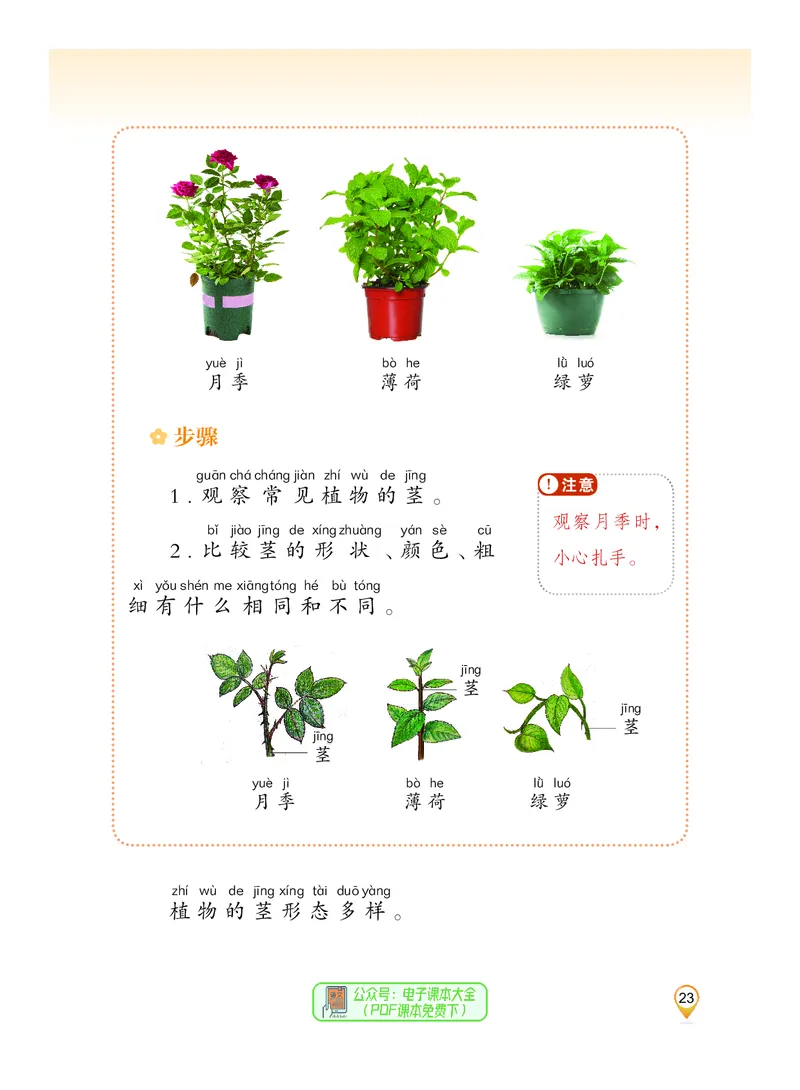 科学一下沪科版五四制（2025春）_小学全网线上同款资料_2025春新增教材合集_小学科学（2025春新教材）