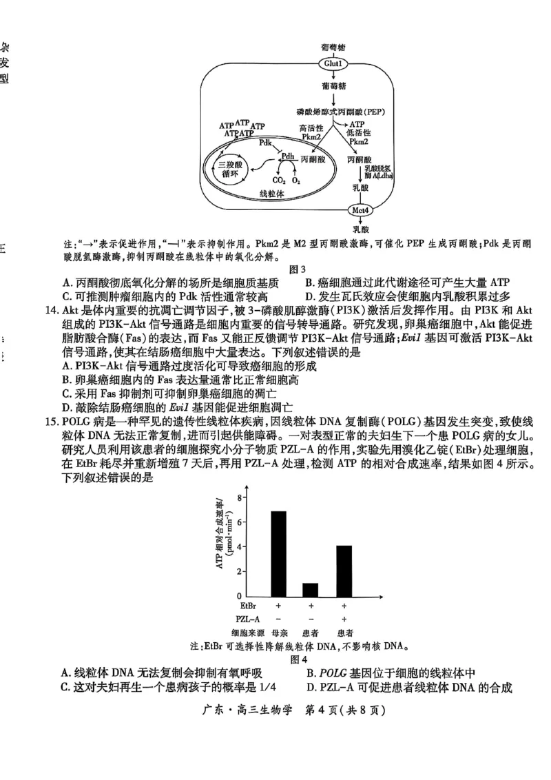 2025年10月广东省高三上进联考生物试卷_@高三模考真题_2025年10月广东省高三上进联考试卷及答案