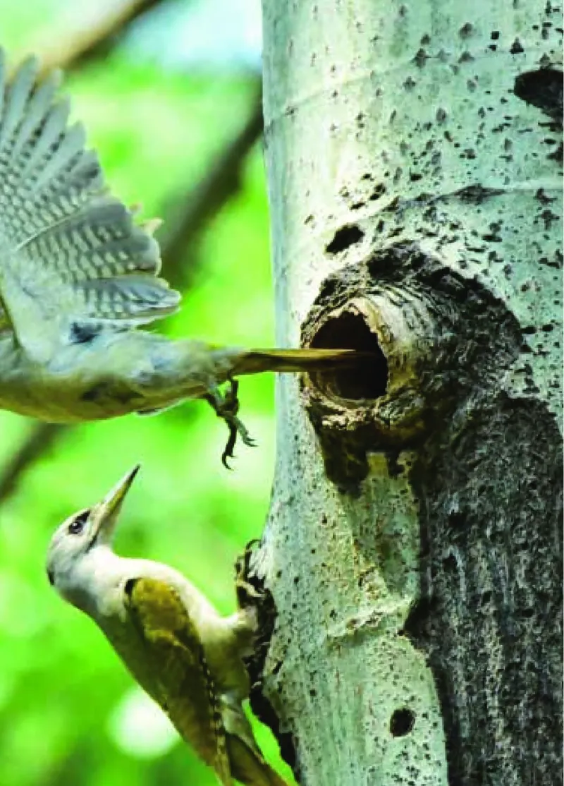 青岛版4年级科学下册高清教材_全部版本&bull;小学科学电子课本_青岛版63制小学科学课本
