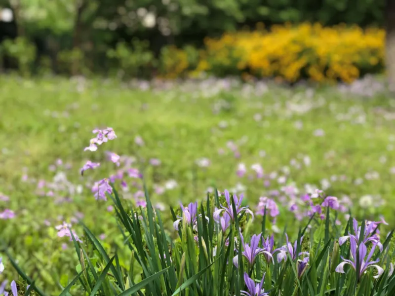 7花儿草儿真美丽_课件_一年级上下册资料_小学一年级学习资料-25年更新版_1-08、小学一年级道德与法治下册_课时练与课件