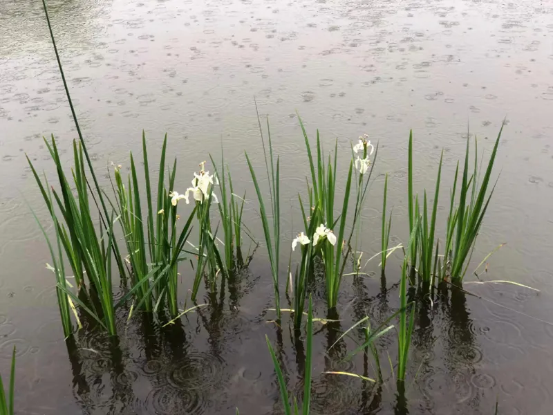 7花儿草儿真美丽_课件_一年级上下册资料_小学一年级学习资料-25年更新版_1-08、小学一年级道德与法治下册_课时练与课件