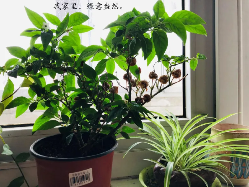 7花儿草儿真美丽_课件_一年级上下册资料_小学一年级学习资料-25年更新版_1-08、小学一年级道德与法治下册_课时练与课件