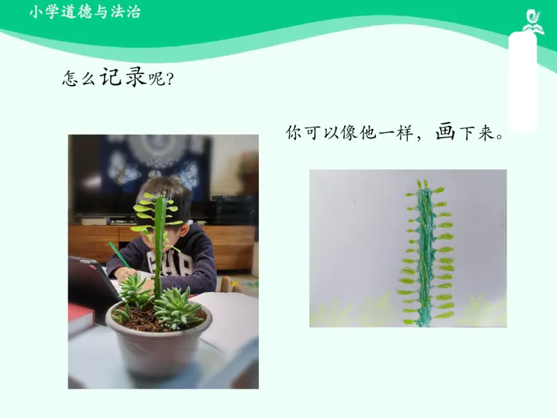 7花儿草儿真美丽_课件_一年级上下册资料_小学一年级学习资料-25年更新版_1-08、小学一年级道德与法治下册_课时练与课件