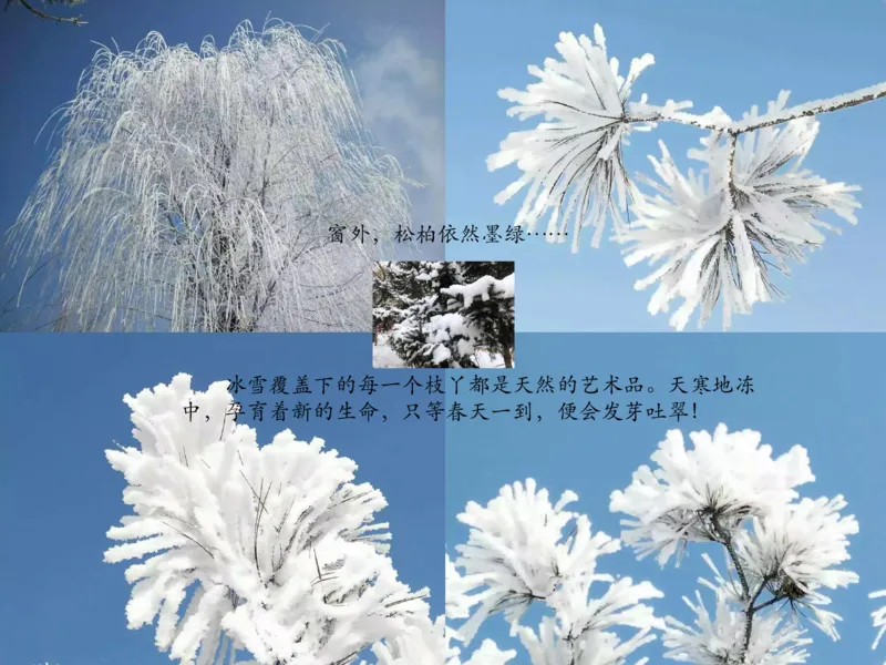 7花儿草儿真美丽_课件_一年级上下册资料_小学一年级学习资料-25年更新版_1-08、小学一年级道德与法治下册_课时练与课件