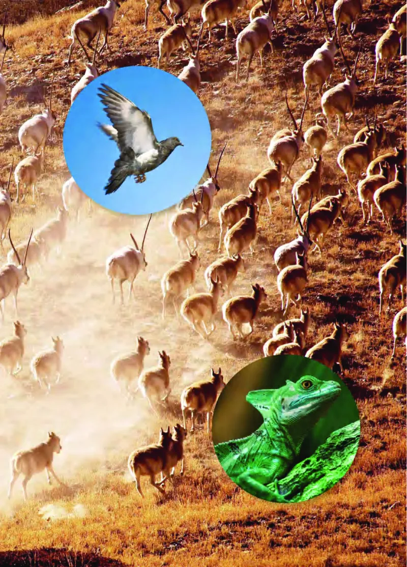 青岛版3年级科学上册高清教材_全部版本&bull;小学科学电子课本_青岛版63制小学科学课本