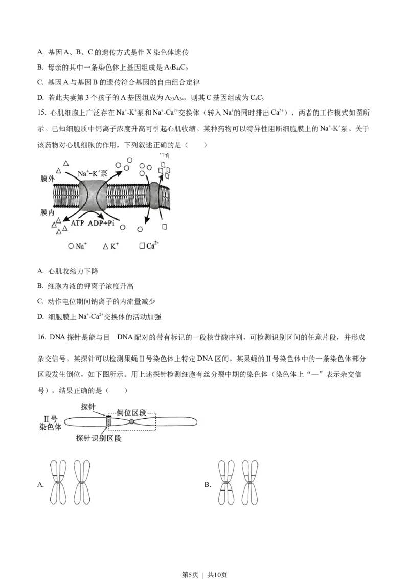 2023年高考生物试卷（湖北）（空白卷）_生物历年高考真题_新&middot;Word版2008-2025&middot;高考生物真题_生物（按试卷类型分类）2008-2025_自主命题卷&middot;生物（2008-2025）_湖北自主命题&middot;生物（2021-2025）