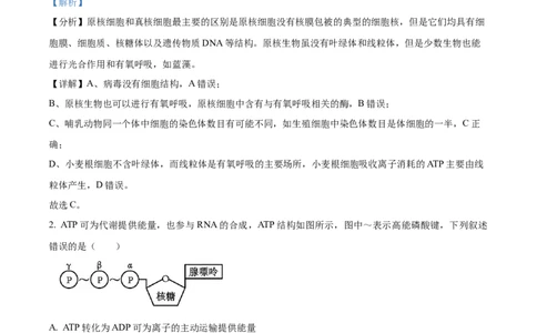 2024年高考生物试卷（全国甲卷）（解析卷）_生物历年高考真题_新&middot;Word版2008-2025&middot;高考生物真题_生物（按年份分类）2008-2025_2024&middot;高考生物真题