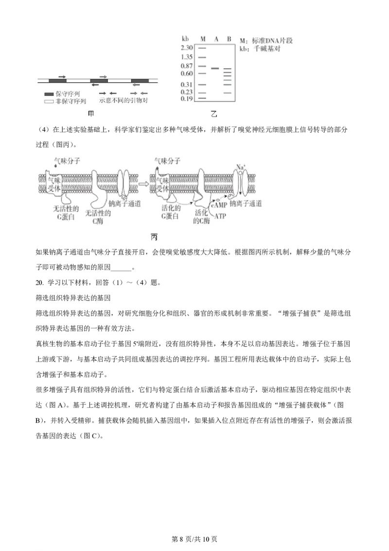 2024年高考生物试卷（北京）（空白卷）_生物历年高考真题_新&middot;PDF版2008-2025&middot;高考生物真题_生物（按年份分类）2008-2025_2024&middot;高考生物真题