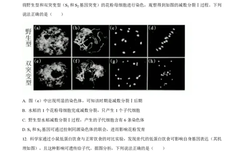 2024年高考生物试卷（广西）（空白卷）_生物历年高考真题_新&middot;PDF版2008-2025&middot;高考生物真题_生物（按年份分类）2008-2025_2024&middot;高考生物真题