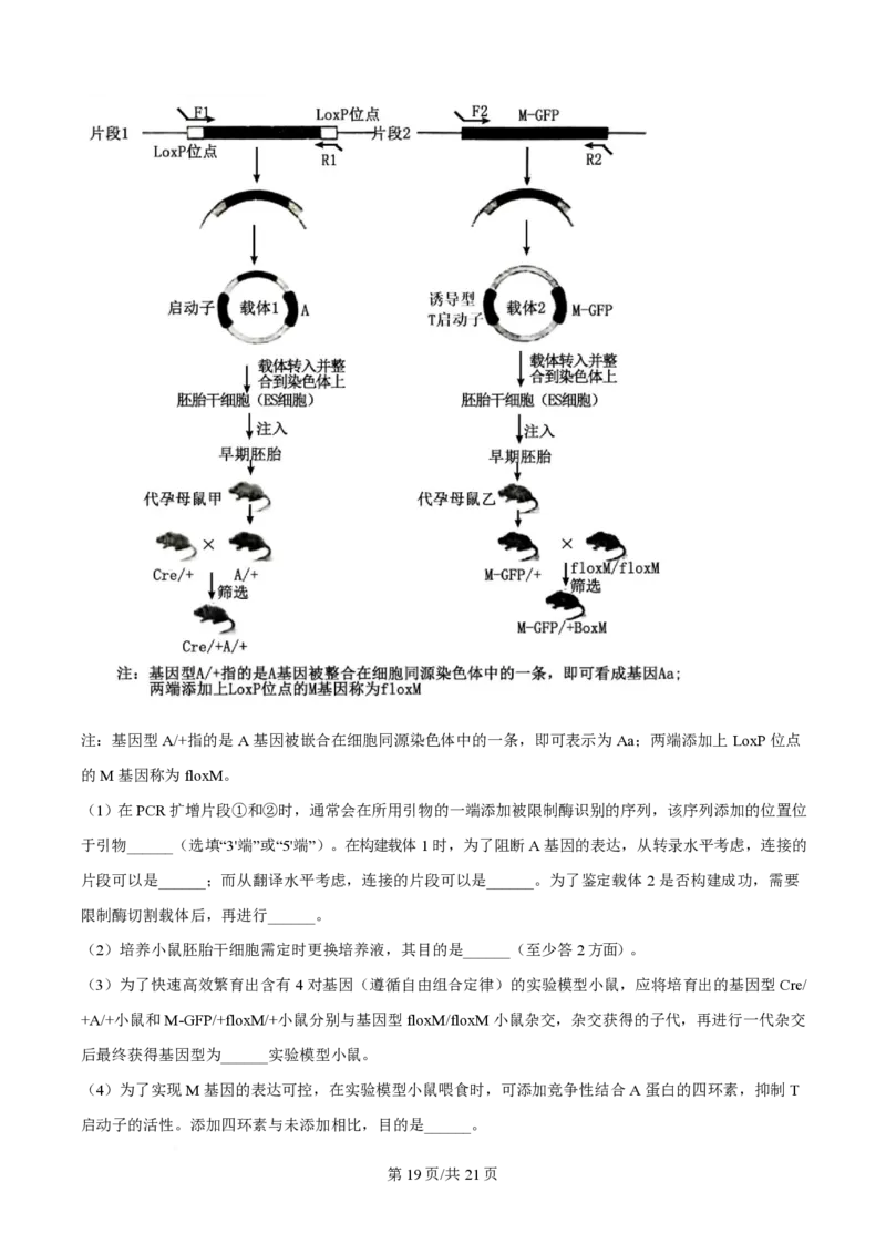 2024年高考生物试卷（广西）（解析卷）_生物历年高考真题_新&middot;PDF版2008-2025&middot;高考生物真题_生物（按年份分类）2008-2025_2024&middot;高考生物真题