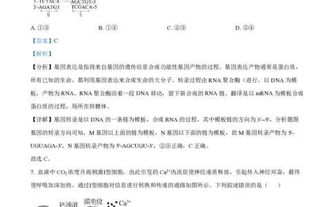 2025年高考生物试卷（河北卷）（解析卷）_生物历年高考真题_新&middot;PDF版2008-2025&middot;高考生物真题_生物（按年份分类）2008-2025_2025&middot;高考生物真题