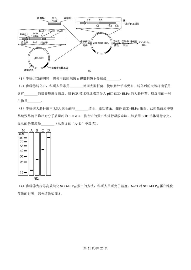 2024年高考生物试卷（江苏）（解析卷）_生物历年高考真题_新&middot;PDF版2008-2025&middot;高考生物真题_生物（按年份分类）2008-2025_2024&middot;高考生物真题