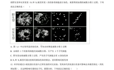 2024年高考生物试卷（广西）（空白卷）_生物历年高考真题_新&middot;Word版2008-2025&middot;高考生物真题_生物（按年份分类）2008-2025_2024&middot;高考生物真题