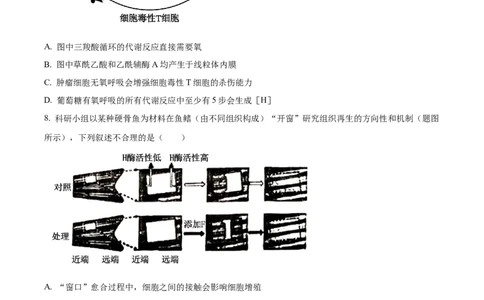2024年高考生物试卷（重庆）（空白卷）_生物历年高考真题_新&middot;Word版2008-2025&middot;高考生物真题_生物（按年份分类）2008-2025_2024&middot;高考生物真题