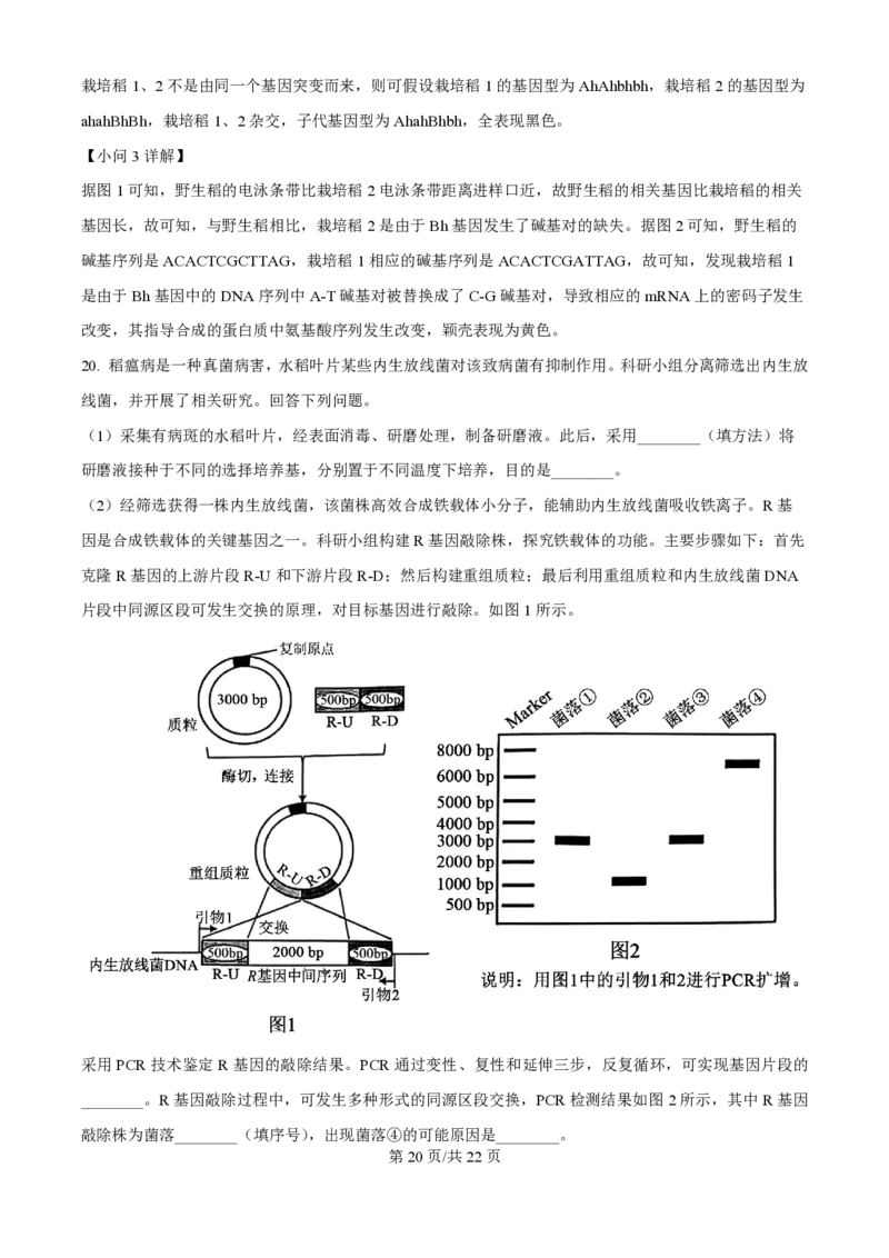 2025年高考生物试卷（安徽卷）（解析卷）_生物历年高考真题_新&middot;PDF版2008-2025&middot;高考生物真题_生物（按年份分类）2008-2025_2025&middot;高考生物真题