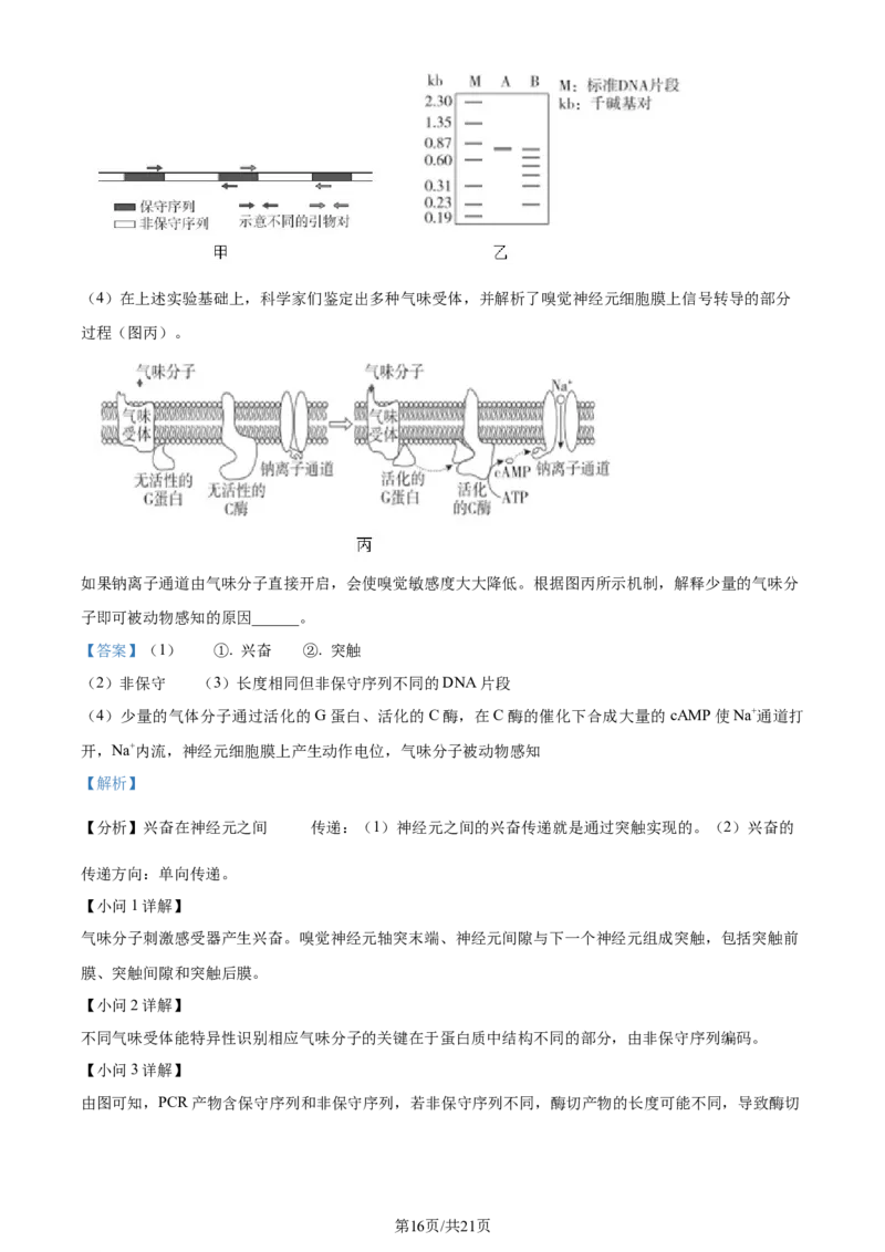 2024年高考生物试卷（北京）（解析卷）_生物历年高考真题_新&middot;Word版2008-2025&middot;高考生物真题_生物（按年份分类）2008-2025_2024&middot;高考生物真题