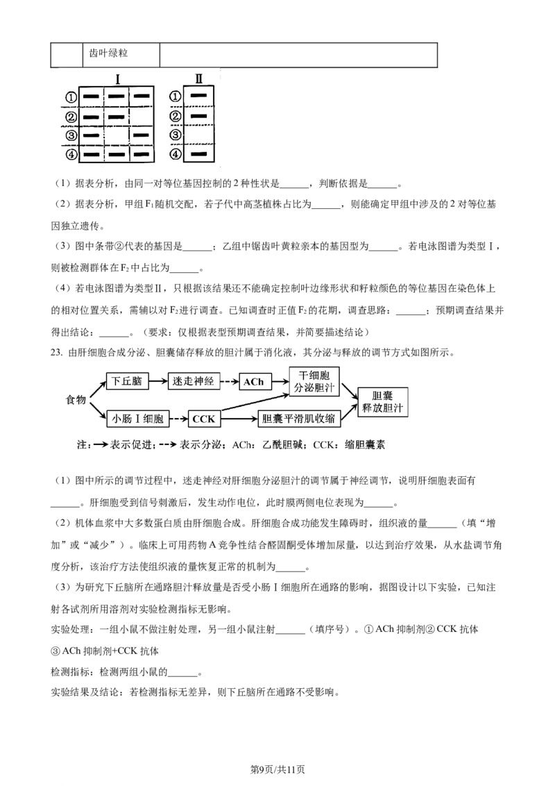 2024年高考生物试卷（山东）（空白卷）_生物历年高考真题_新&middot;Word版2008-2025&middot;高考生物真题_生物（按年份分类）2008-2025_2024&middot;高考生物真题