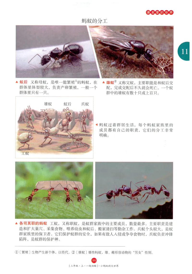 《年级阅读》语文3年级上册（RJ）_三年级上下册资料_小学三年级学习资料-25年更新版_3-01、小学三年级语文上册_3-1-2、练习题、作业、试题、试卷_电子册类