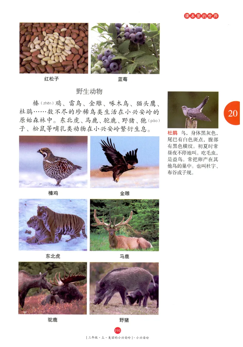 《年级阅读》语文3年级上册（RJ）_三年级上下册资料_小学三年级学习资料-25年更新版_3-01、小学三年级语文上册_3-1-2、练习题、作业、试题、试卷_电子册类