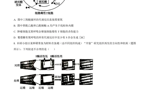 2024年高考生物试卷（重庆）（空白卷）_生物历年高考真题_新&middot;PDF版2008-2025&middot;高考生物真题_生物（按年份分类）2008-2025_2024&middot;高考生物真题