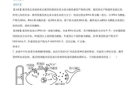 2025年高考生物试卷（河北卷）（解析卷）_生物历年高考真题_新&middot;Word版2008-2025&middot;高考生物真题_生物（按年份分类）2008-2025_2025&middot;高考生物真题