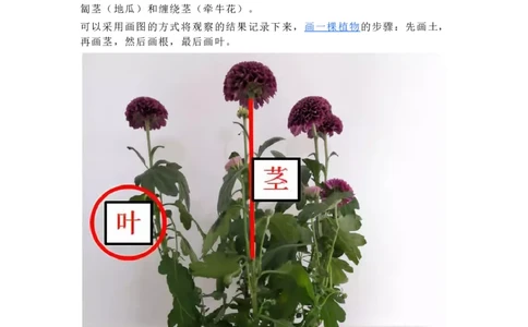 一年级上册复习资料_一年级上下册资料_小学一年级学习资料-25年更新版_1-09、小学一年级科学上册_教科版_期末测试卷