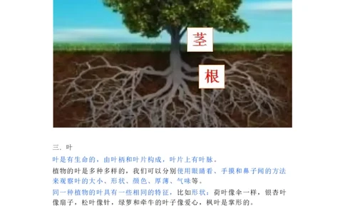 一年级上册复习资料_一年级上下册资料_小学一年级学习资料-25年更新版_1-09、小学一年级科学上册_教科版_期末测试卷