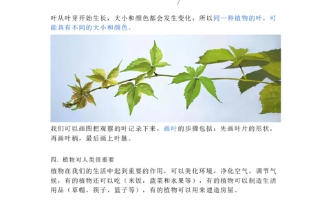 一年级上册复习资料_一年级上下册资料_小学一年级学习资料-25年更新版_1-09、小学一年级科学上册_教科版_期末测试卷