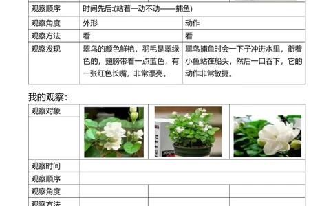 三年级第五单元观察记录单(1)_三年级上下册资料_三年级上册小红书同款资料_三年级(1)