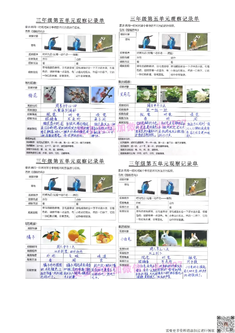 三年级第五单元观察记录单(1)_三年级上下册资料_三年级上册小红书同款资料_三年级(1)
