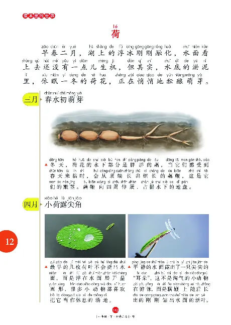 一（下）语文年级阅读_一年级上下册资料_小学一年级学习资料-25年更新版_1-02、小学一年级语文下册_3-6-2-1、复习、知识点、归纳汇总_部编（人教）版_阅读理解讲义