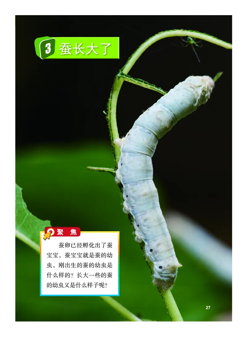 义务教育教科书&middot;科学三年级下册（教科版）_三年级上下册资料_小学三年级学习资料-25年更新版_3-10、小学三年级科学下册_教科版_电子教材