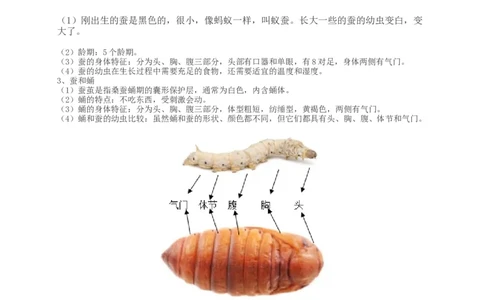 新教科版科学三下知识点精编图文版_三年级上下册资料_小学三年级学习资料-25年更新版_3-10、小学三年级科学下册_教科版_知识点
