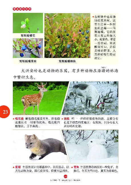 二（下）语文年级阅读_二年级上下册资料_小学二年级学习资料-25年更新版_2-02、小学二年级语文下册_2-2-2、练习题、作业、试题、试卷_专项练习_精品专项训练