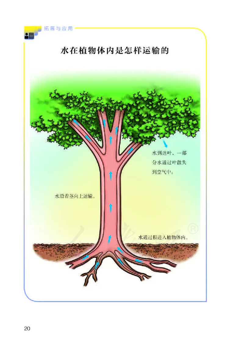 义务教育教科书&middot;科学三年级下册（人教鄂教版）_三年级上下册资料_小学三年级学习资料-25年更新版_3-10、小学三年级科学下册_鄂教版