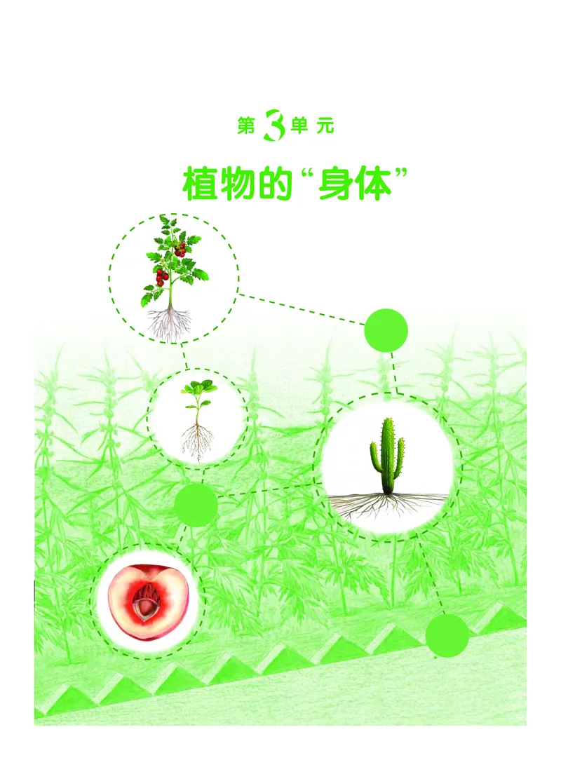 义务教育教科书&middot;科学三年级下册（粤教粤科版）_三年级上下册资料_小学三年级学习资料-25年更新版_3-10、小学三年级科学下册_粤教版