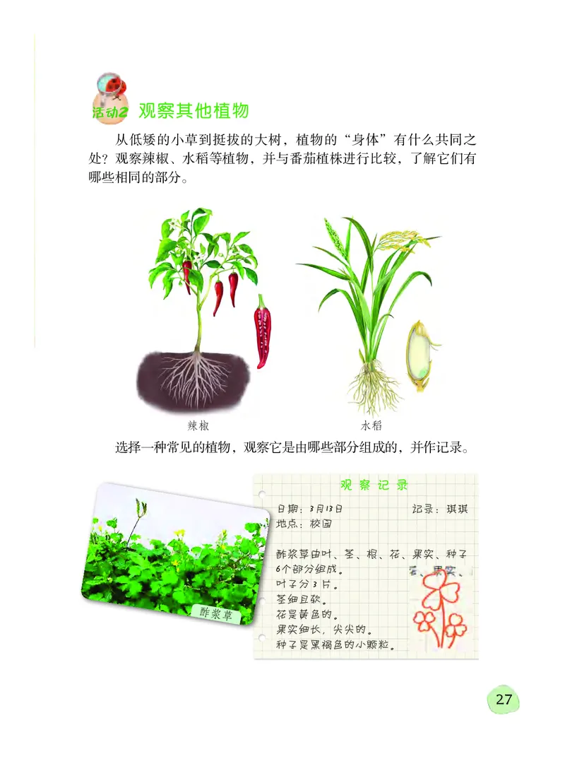 义务教育教科书&middot;科学三年级下册（粤教粤科版）_三年级上下册资料_小学三年级学习资料-25年更新版_3-10、小学三年级科学下册_粤教版