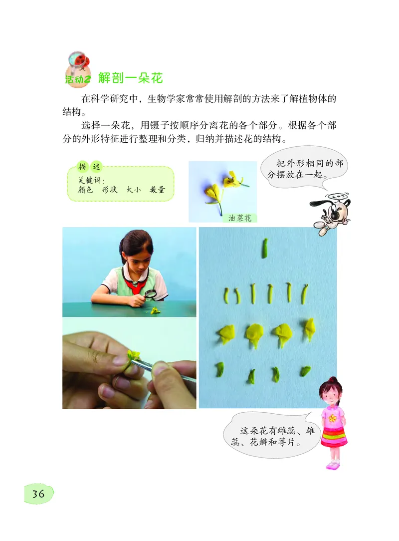 义务教育教科书&middot;科学三年级下册（粤教粤科版）_三年级上下册资料_小学三年级学习资料-25年更新版_3-10、小学三年级科学下册_粤教版