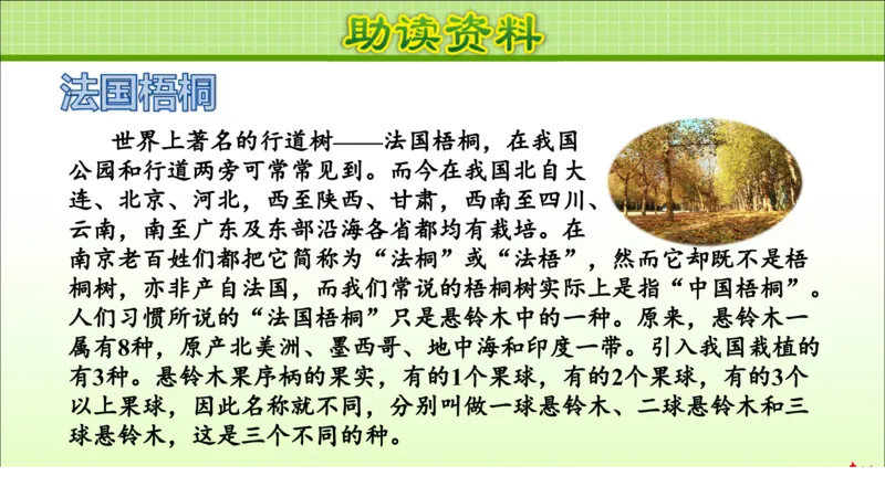 部编版小学三年级上册语文学习教案第2单元第5课铺满金色巴掌的水泥道_三年级上下册资料_小学三年级学习资料-25年更新版_3-01、小学三年级语文上册_3-1-3、课件、讲义、教案