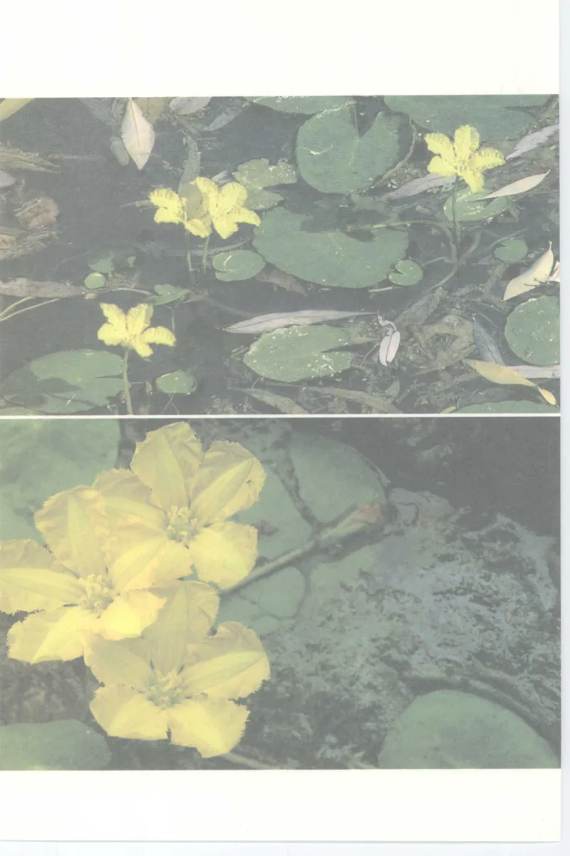 37.《美人如诗草木如织：诗经里的植物》[深圳一石编著][天津教育出版社][978-7-5309-4931-3][2007.7][P221]_绝版书_天涯系列_t涯_《天涯神贴去水印纯干货收藏版-汇总版》天涯的干货[pdf]