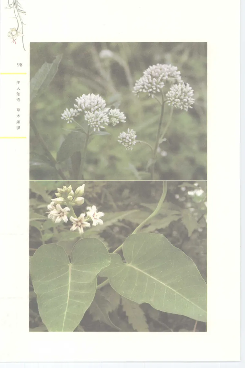 37.《美人如诗草木如织：诗经里的植物》[深圳一石编著][天津教育出版社][978-7-5309-4931-3][2007.7][P221]_绝版书_天涯系列_t涯_《天涯神贴去水印纯干货收藏版-汇总版》天涯的干货[pdf]