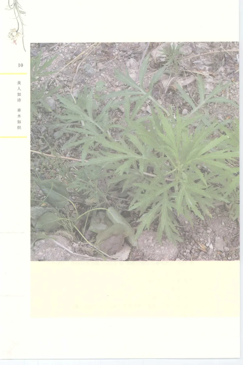 37.《美人如诗草木如织：诗经里的植物》[深圳一石编著][天津教育出版社][978-7-5309-4931-3][2007.7][P221]_绝版书_天涯系列_t涯_《天涯神贴去水印纯干货收藏版-汇总版》天涯的干货[pdf]