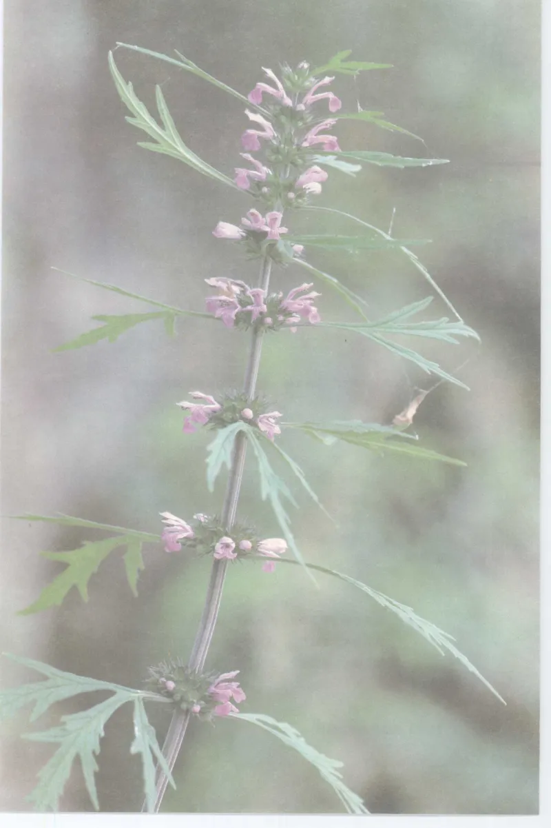 37.《美人如诗草木如织：诗经里的植物》[深圳一石编著][天津教育出版社][978-7-5309-4931-3][2007.7][P221]_绝版书_天涯系列_t涯_《天涯神贴去水印纯干货收藏版-汇总版》天涯的干货[pdf]