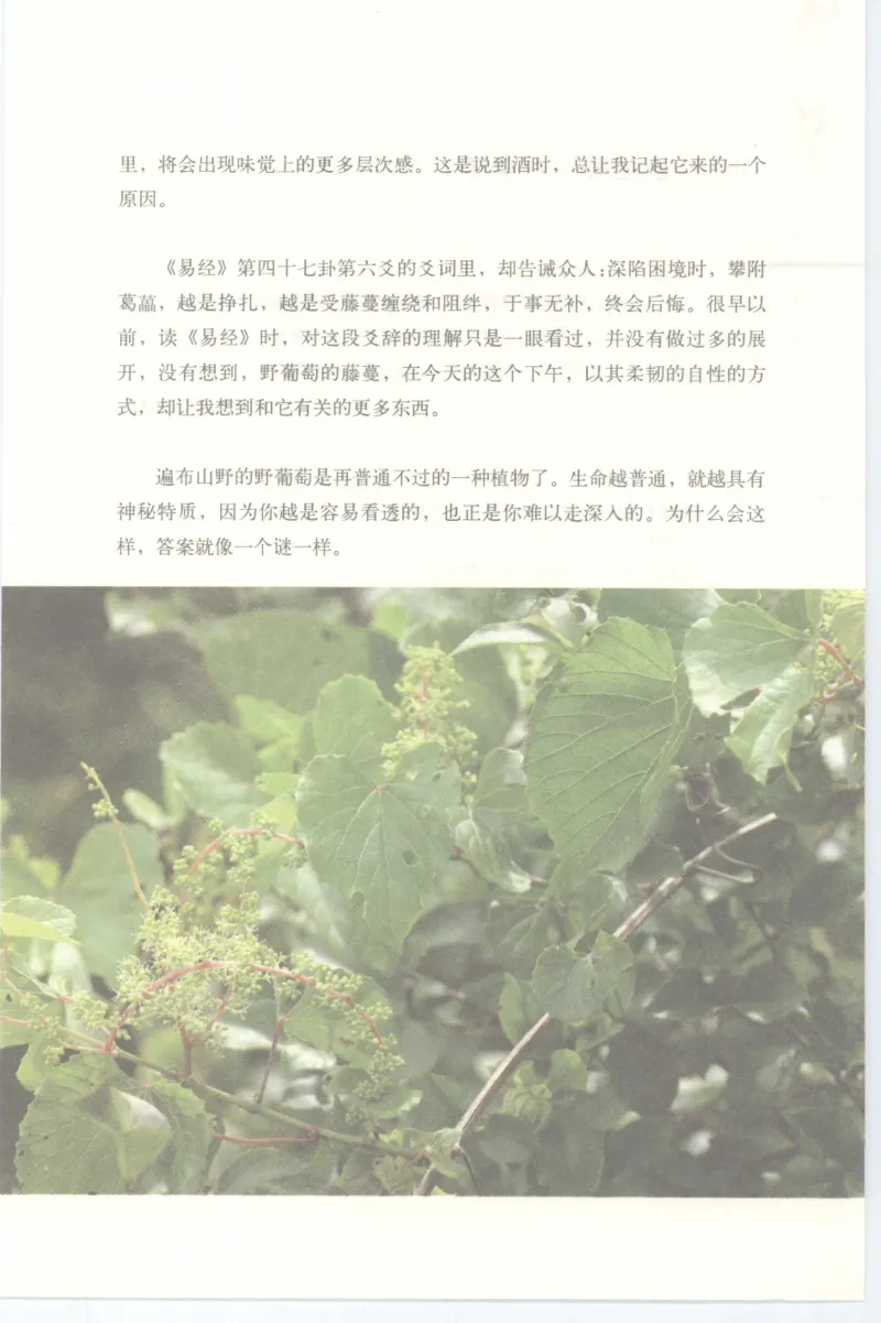 37.《美人如诗草木如织：诗经里的植物》[深圳一石编著][天津教育出版社][978-7-5309-4931-3][2007.7][P221]_绝版书_天涯系列_t涯_《天涯神贴去水印纯干货收藏版-汇总版》天涯的干货[pdf]