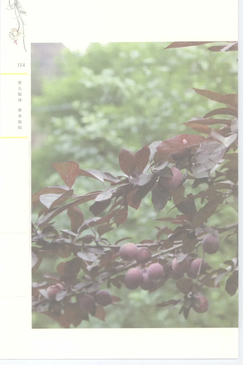 37.《美人如诗草木如织：诗经里的植物》[深圳一石编著][天津教育出版社][978-7-5309-4931-3][2007.7][P221]_绝版书_天涯系列_t涯_《天涯神贴去水印纯干货收藏版-汇总版》天涯的干货[pdf]