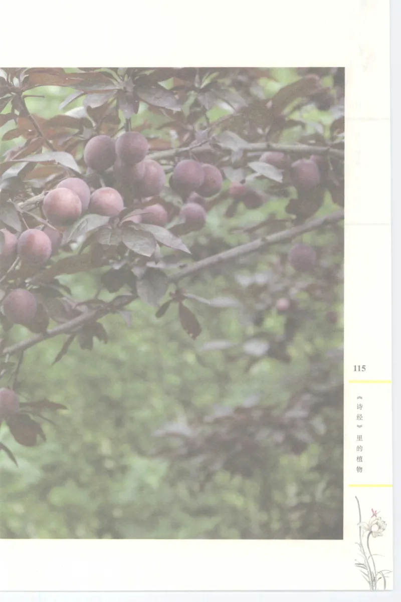 37.《美人如诗草木如织：诗经里的植物》[深圳一石编著][天津教育出版社][978-7-5309-4931-3][2007.7][P221]_绝版书_天涯系列_t涯_《天涯神贴去水印纯干货收藏版-汇总版》天涯的干货[pdf]