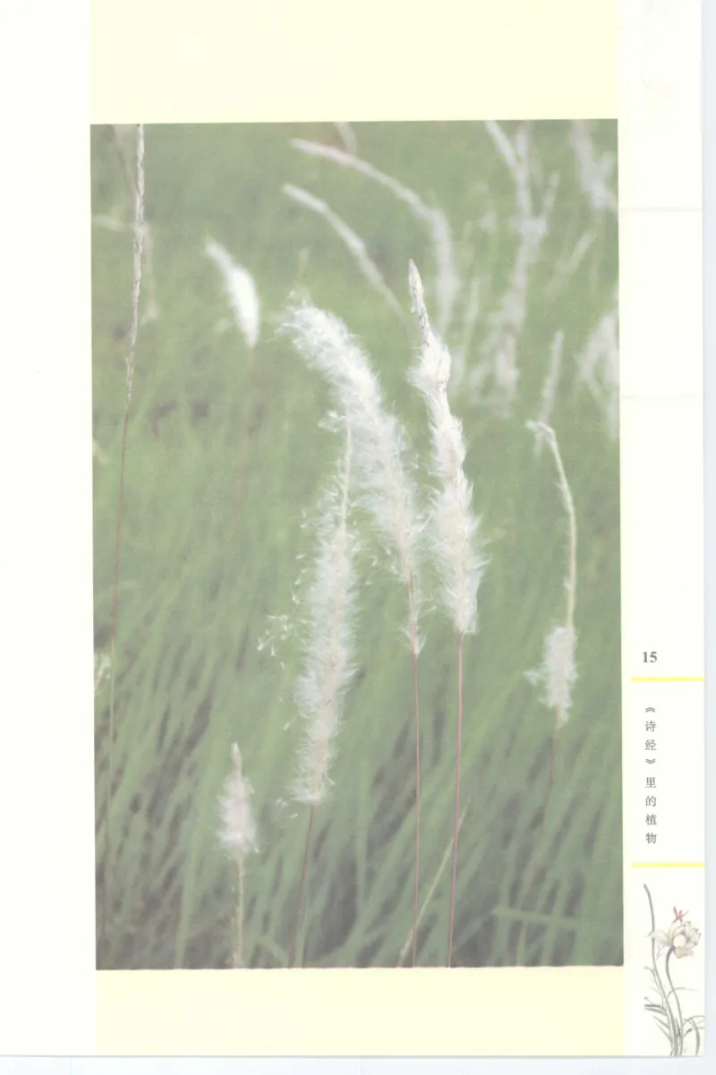 37.《美人如诗草木如织：诗经里的植物》[深圳一石编著][天津教育出版社][978-7-5309-4931-3][2007.7][P221]_绝版书_天涯系列_t涯_《天涯神贴去水印纯干货收藏版-汇总版》天涯的干货[pdf]